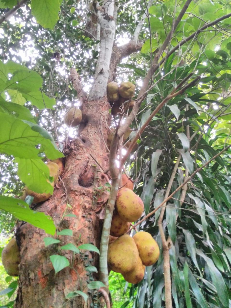 Cordel Farms Mangalore Buitenkant foto